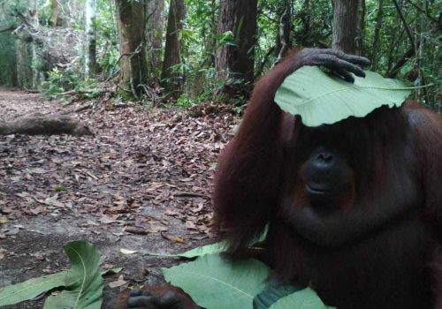 Pak Teguh Visitorangutanborneo - 2024-05-17 09_23_52